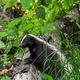 Striped skunk foraging in forest